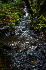 Mossy Forest Stream After Rain