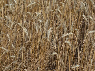 Fototapeta premium field of wheat