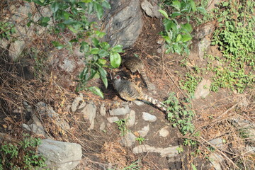 Cheer pheasant (Catreus wallichii), also known as Wallich's pheasant or chir pheasant, is a vulnerable species of the pheasant family, Phasianidae. 
