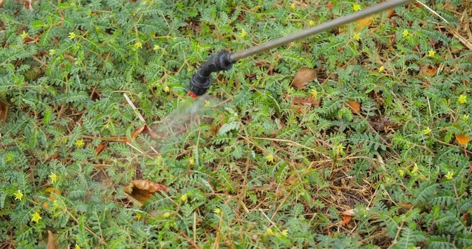 Farmer Spraying Pesticide on Lawn Field. Treatment a Road from Weeds Tribulus Terrestris. Pest Control. Person Destroys Weeds on Garden Way