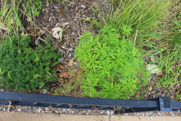 green moss on the ground