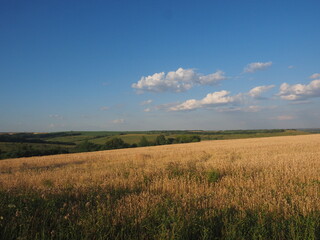 field of wheat