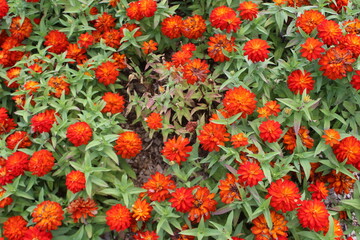 red and yellow tulips