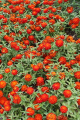 red and yellow flowers in the garden