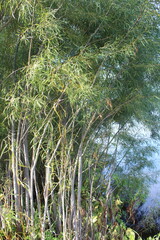 pine tree in the forest