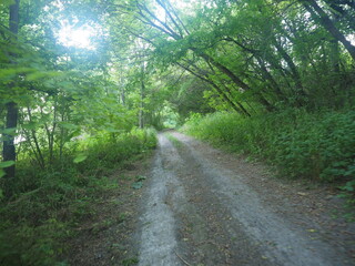 Obraz premium road in the forest