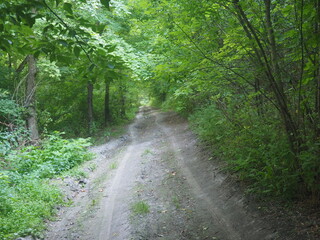 road in the forest