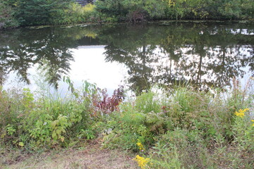 pond with flowers