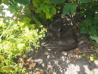 The cat is lying in the grass