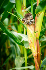 Fototapeta premium Crop failure due to fungus corn, mycosarcoma maydis on the corncob, Corn plant on the cornfield with Corn smut, parasitic fungus, Huitlacoche corn blight