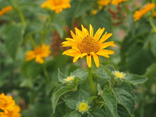 field of yellow flowers