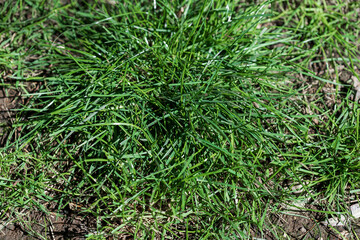 Close-up of Green Grass Clumps on Soil