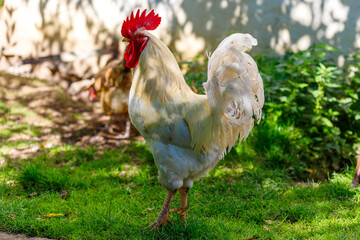 Rooster Standing on Grass