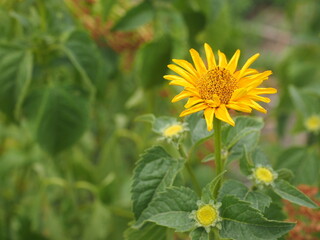 sunflower in the garden