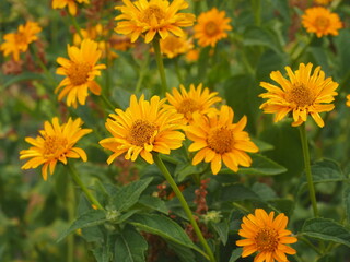 yellow chrysanthemum flower
