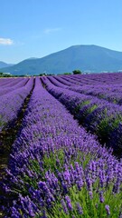 Fototapeta premium Lavender field stretches to a mountain range
