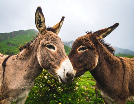 Two donkeys close together in a mountain meadow