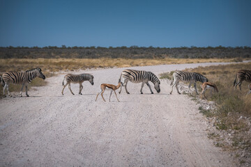 Zebra herd crossing track in Etosha national park