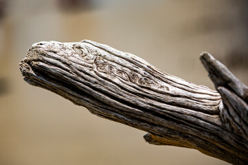 Closeup of a driftwood branch