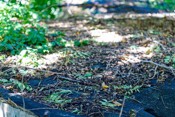 Roof Covered with Acorns and Plant Debris