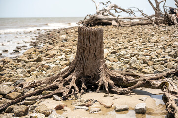 dead tree on the beach