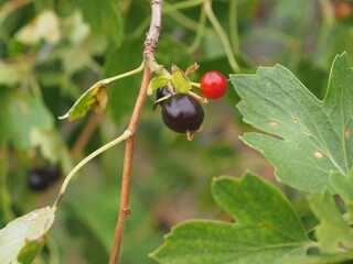 red currant bush