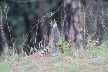 Cheer pheasant (Catreus wallichii), also known as Wallich's pheasant or chir pheasant, is a vulnerable species of the pheasant family, Phasianidae. 