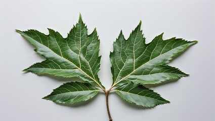 Apple leaf with serrated edge and prominent central vein isolated flat on white background