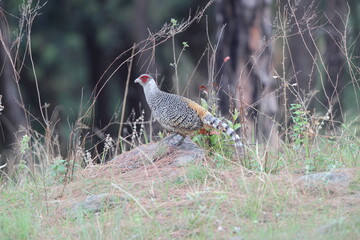 Cheer pheasant (Catreus wallichii), also known as Wallich's pheasant or chir pheasant, is a vulnerable species of the pheasant family, Phasianidae. 