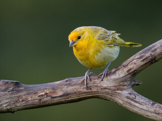 Saffron Finch Perched perches on a weathered branch against a natural green background