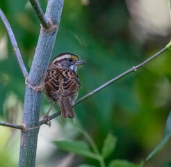 White-Throated Sparrow