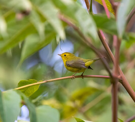 Wilson's Warbler