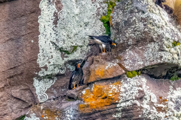 Caracaras Nesting on Steep Cliff