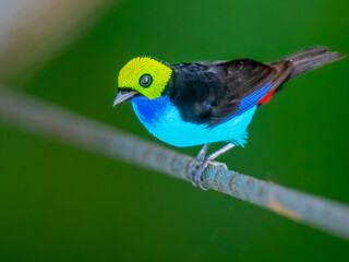 Paradise Tanager perching on wire showing vibrant plumage in the rainforest