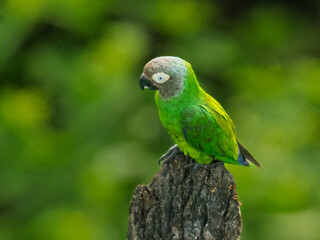 Dusky-headed Parakeet Perched on Tree Stump