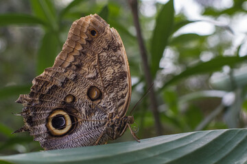 Close-up of a brown butterfly with eye-like patterns on its wings, perched on a green leaf in a tropical environment