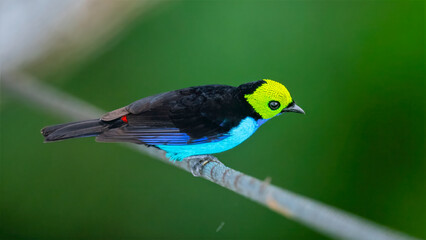 Paradise Tanager perching on wire showing vibrant plumage in the rainforest