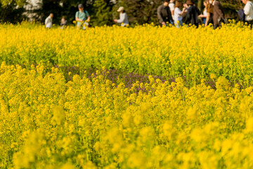 Obraz premium Shallow depth of field view of yellow spring flowers with tourists in the background.