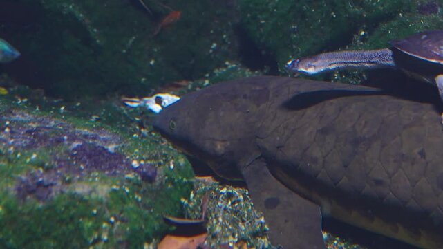 Close up of a lung fish slowly floating underwater on the sea bed. With a snake neck turtle swimming by.