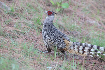 Cheer pheasant (Catreus wallichii), also known as Wallich's pheasant or chir pheasant, is a vulnerable species of the pheasant family, Phasianidae. 