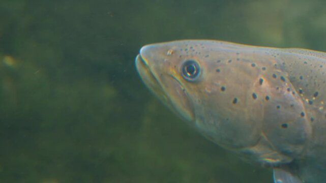 Close up of a large trout head swimming around underwater ina river