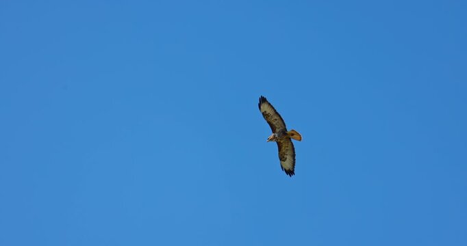 Common Buzzard Bird of prey Buteo buteo with open wings flying in blue sky with sun video