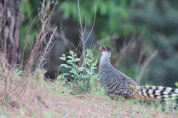 Cheer pheasant (Catreus wallichii), also known as Wallich's pheasant or chir pheasant, is a vulnerable species of the pheasant family, Phasianidae. 