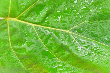 Texture of a dark green leaf. Detail of the surface of green leaves with water droplets. Macro image, close-up. Concept of a green textured background.