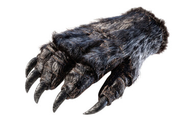 Obraz premium A realistic-looking furry gray monster paw glove with sharp claws.