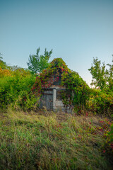 A small, abandoned brick building nearly swallowed by overgrown green foliage and bright red and yellow autumn vines, with a weathered wooden door and a small window.