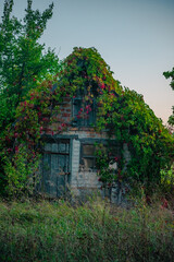 An abandoned two-story brick outbuilding with a faded wooden door, overtaken by thick, dark green and red autumn vines that cover its entire surface, under a pale evening sky.