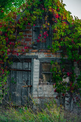 A detailed shot of a rustic, red-brick outbuilding with a weathered blue door, its facade covered in vibrant green and deep red climbing vines, highlighting its broken window.