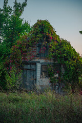 A small, abandoned brick house, completely enveloped in vibrant green and red vines, stands in a field of tall, wild grass against a soft, pale blue evening sky.