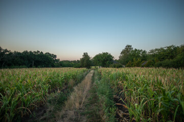 A wide shot of a dirt path cutting through a rural cornfield, leading toward a distant line of lush green trees under a soft, pale blue evening sky.